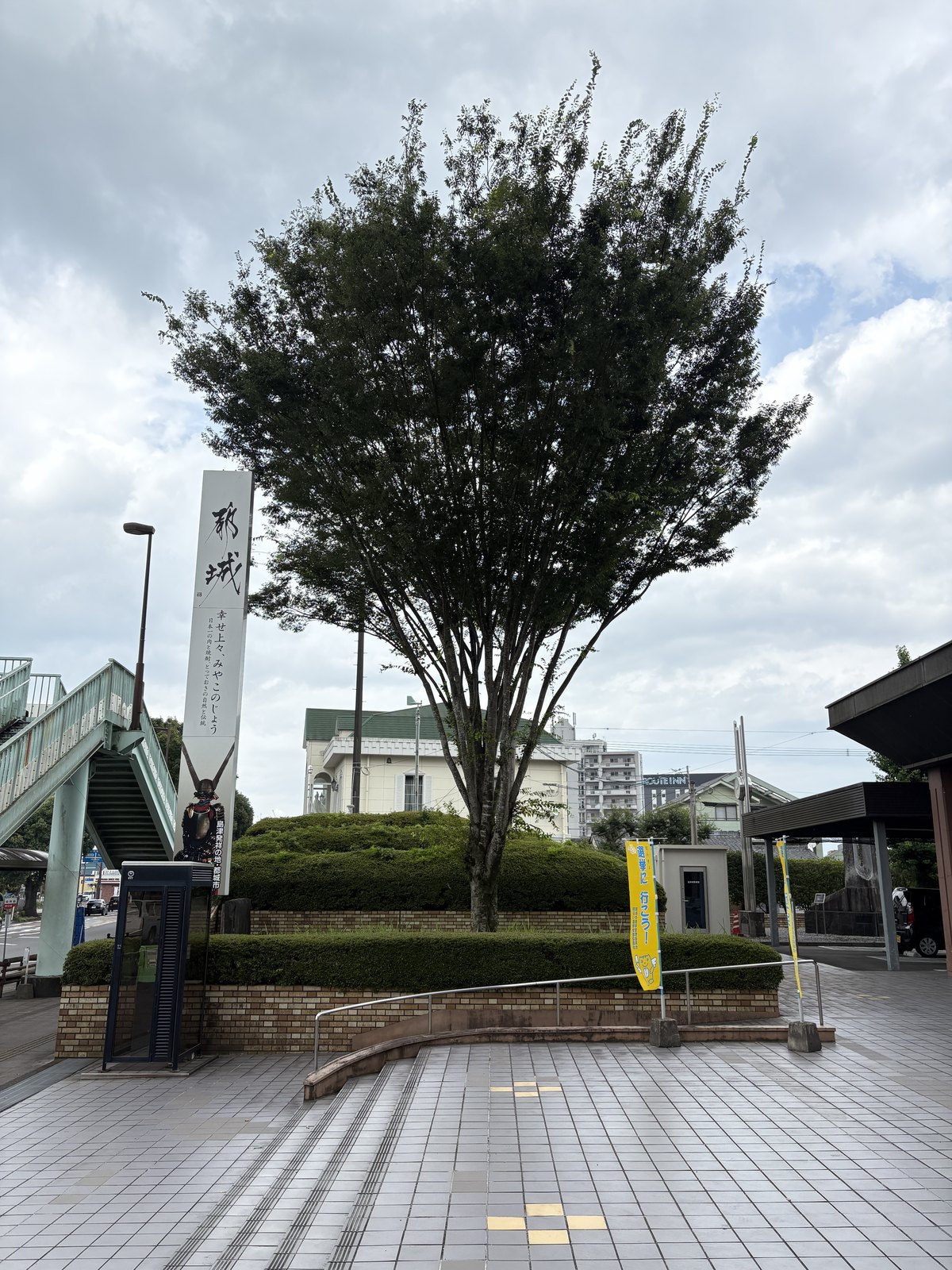 都城市役所のケヤキ