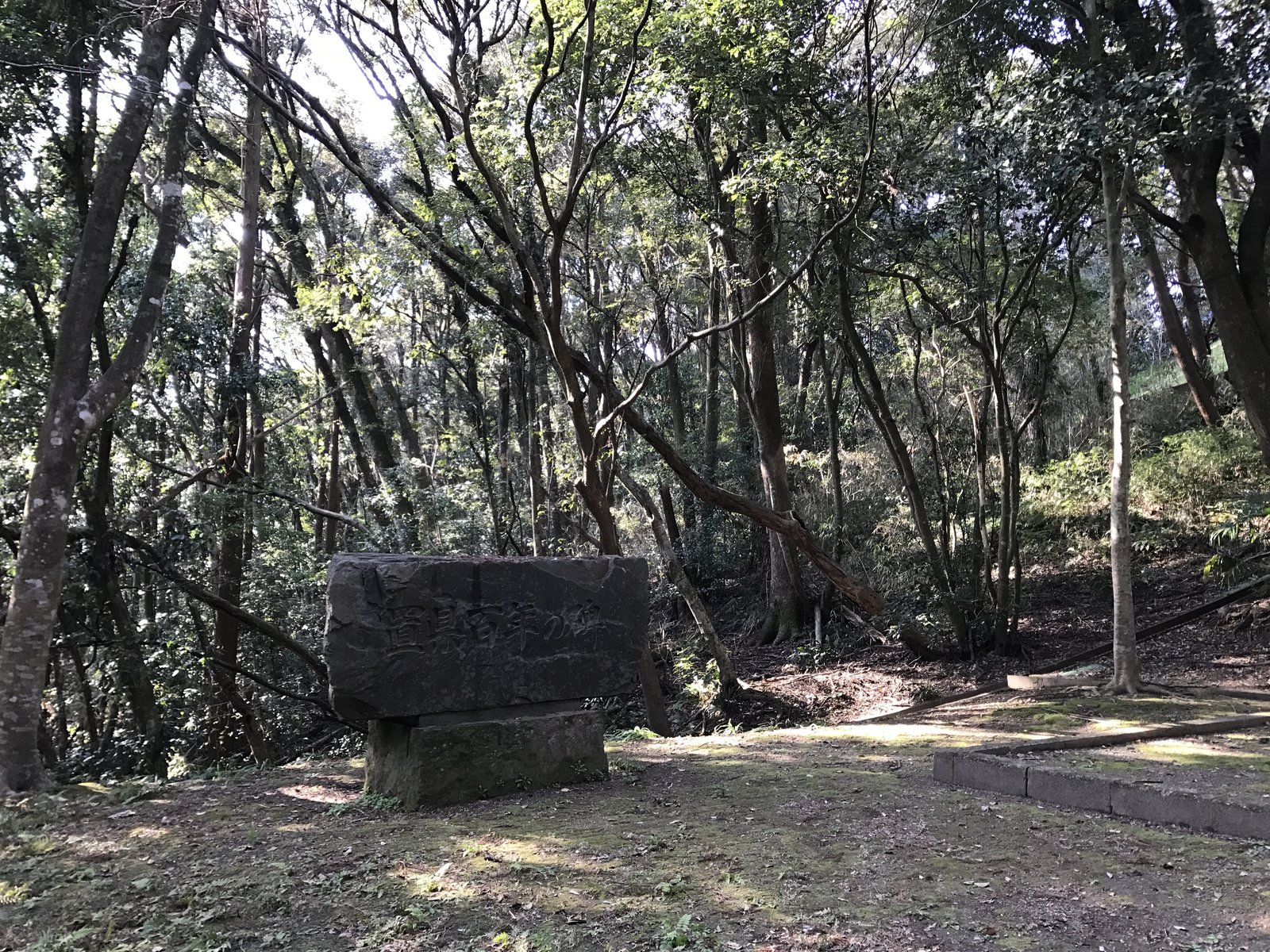 平和台公園の緑