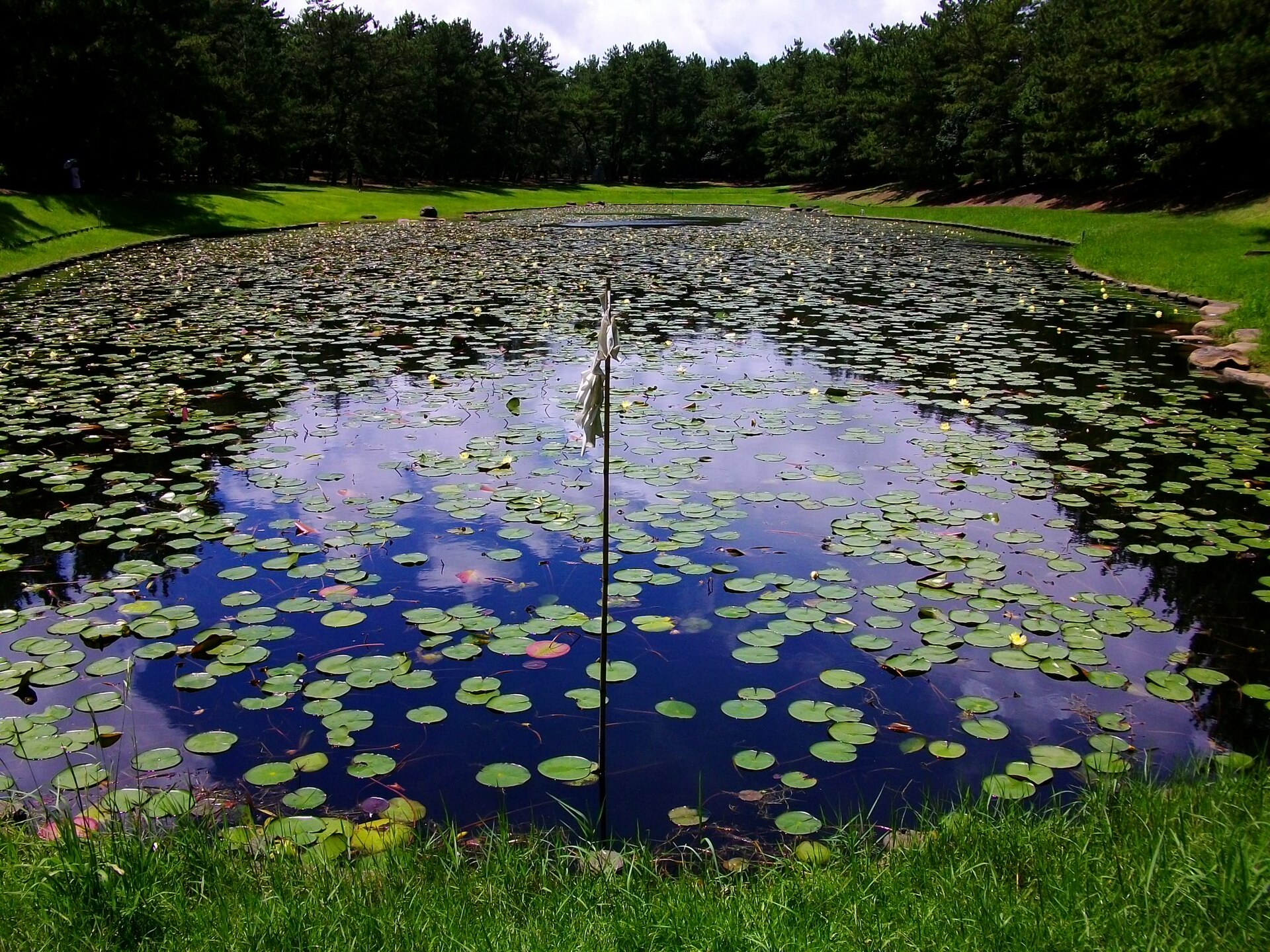 市民の森のみそぎ池（御池）
