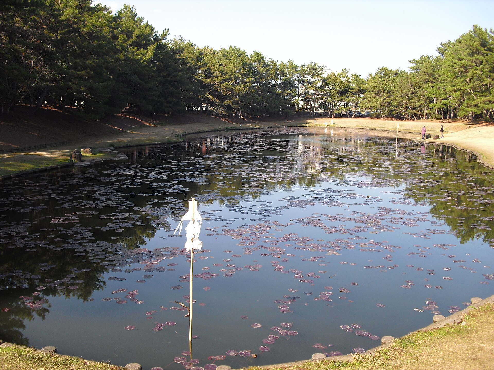 みそぎ池の水面