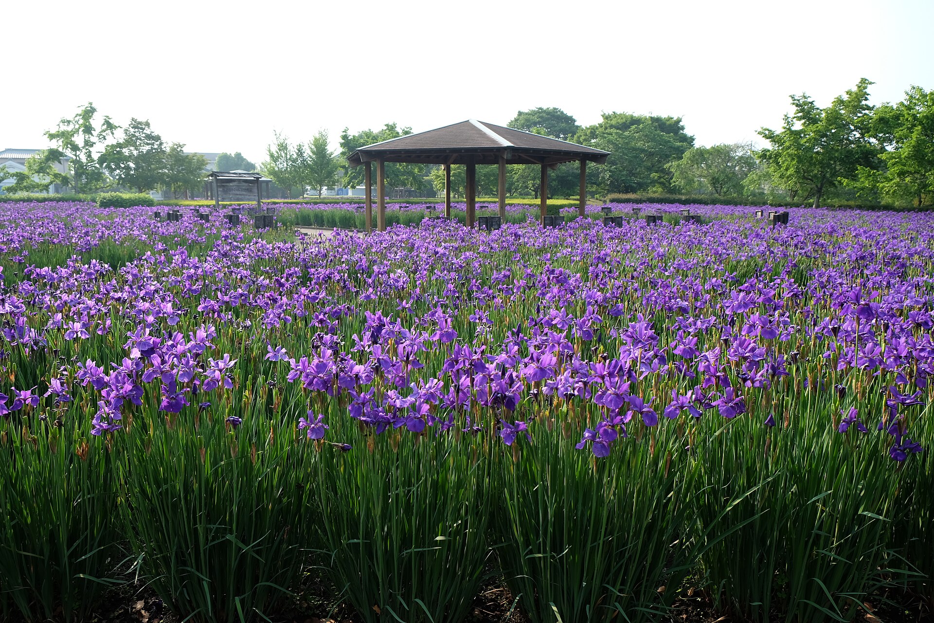早水公園のあやめ園