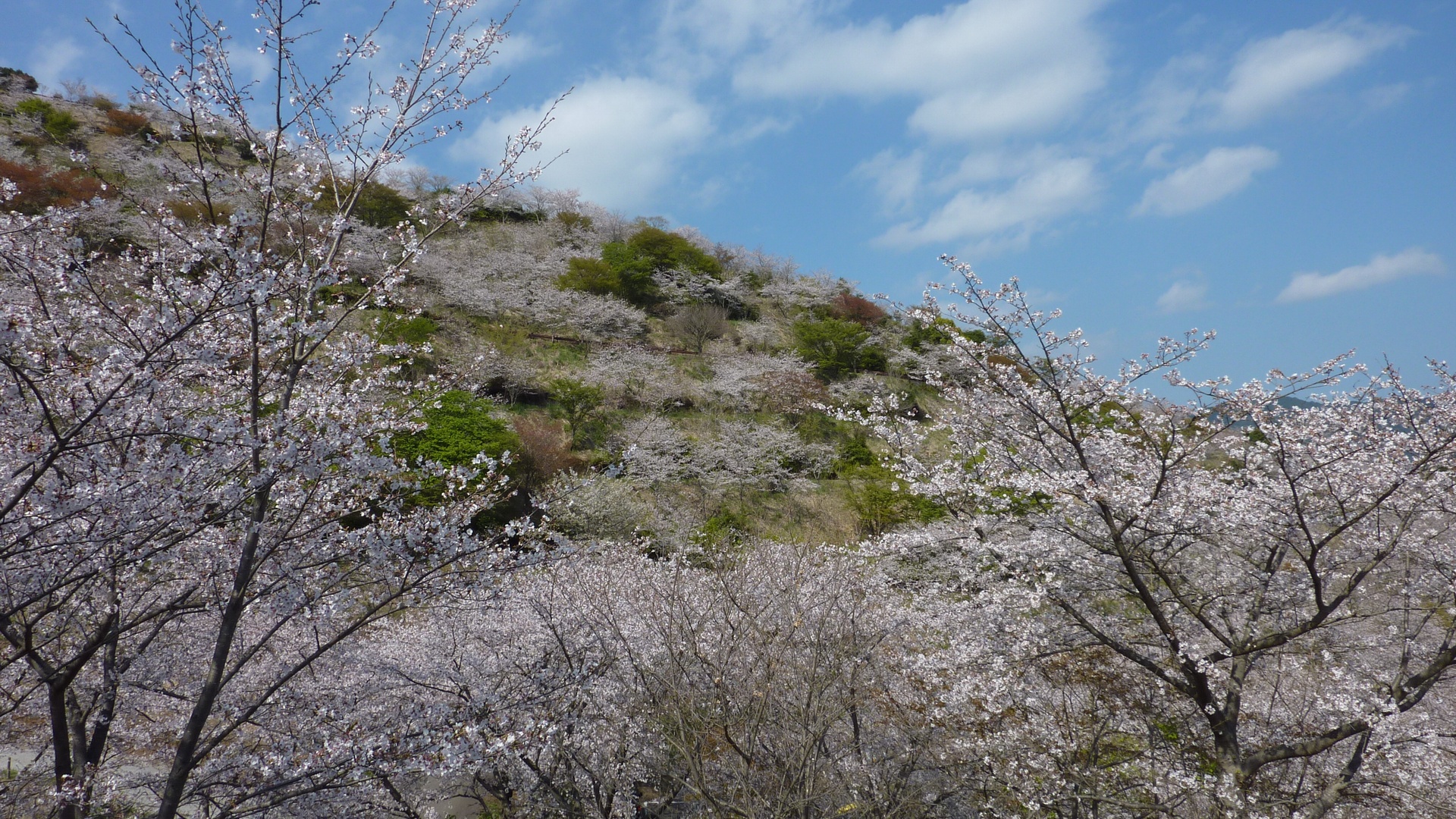 花立公園の桜