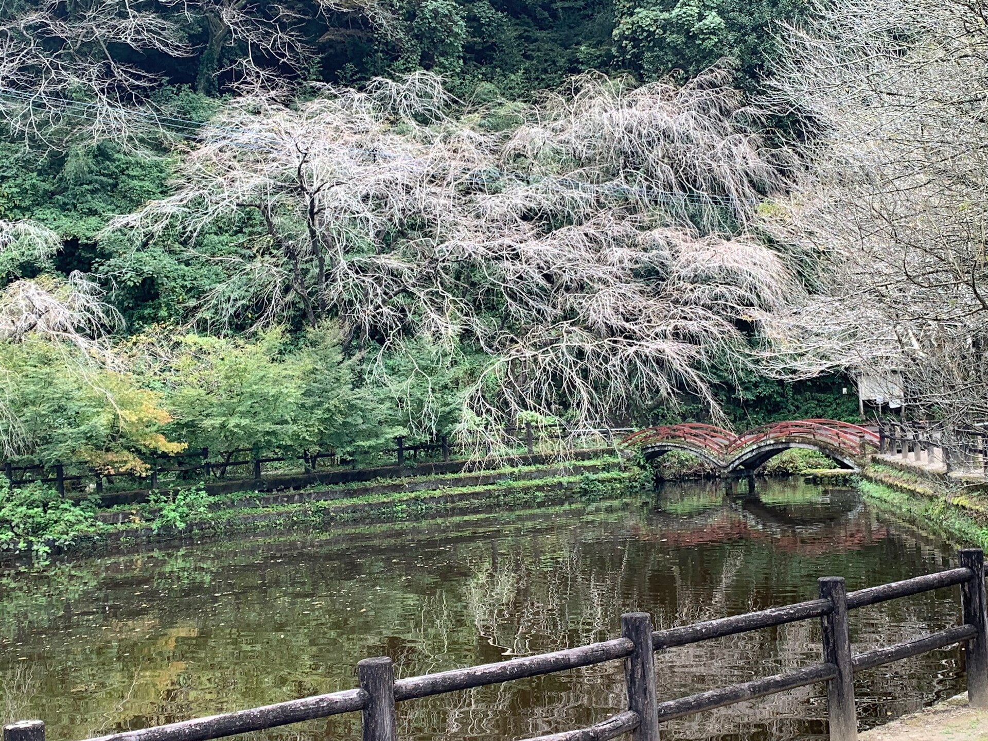 出の山公園の池に架かる橋