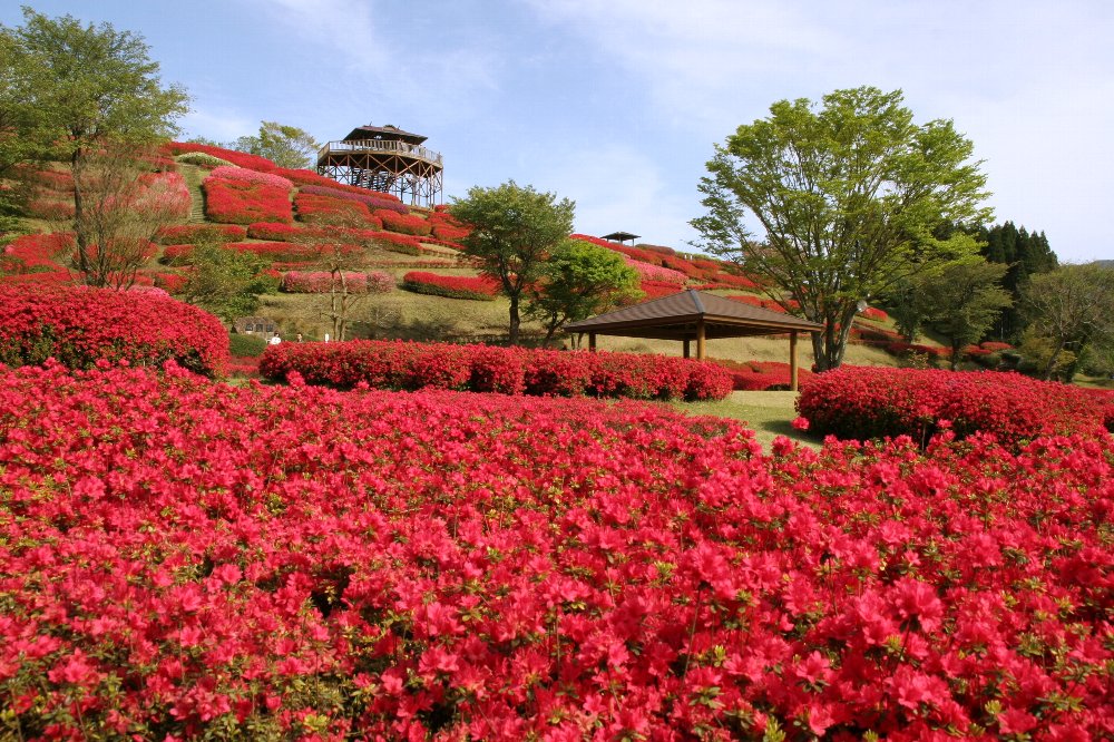 つつじと八重桜が同時に咲く椎八重公園