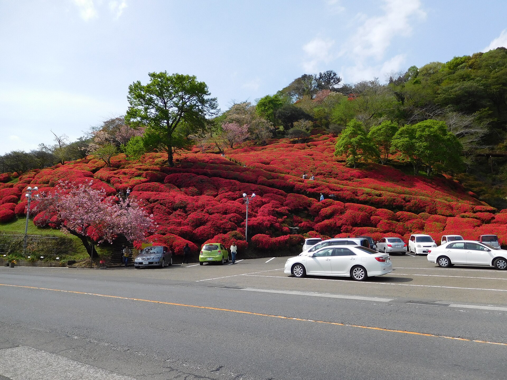 萩の茶屋のツツジの花山