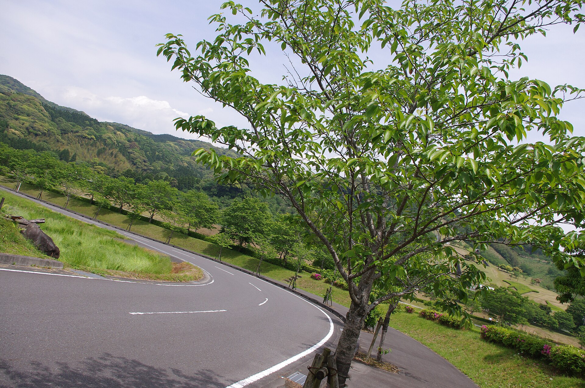 観音池公園の園内