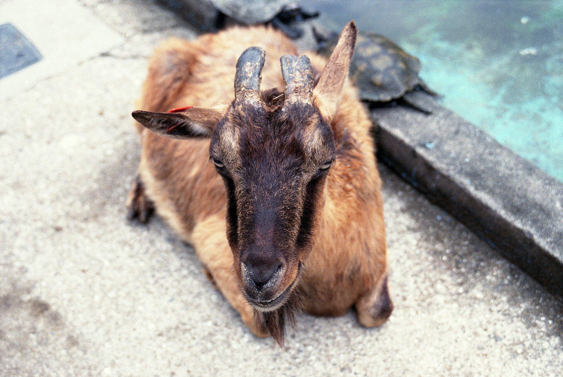こども動物村のヤギとカメ