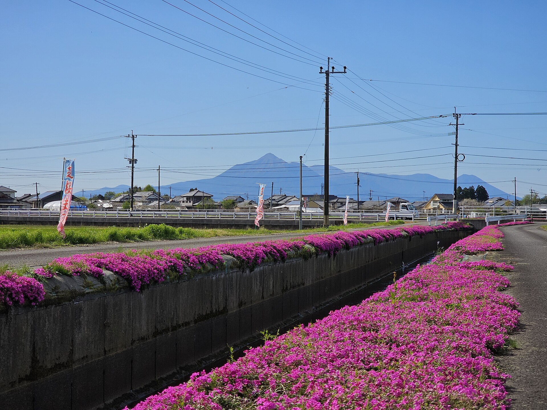 蓼池地区の用水路沿いに咲く芝桜