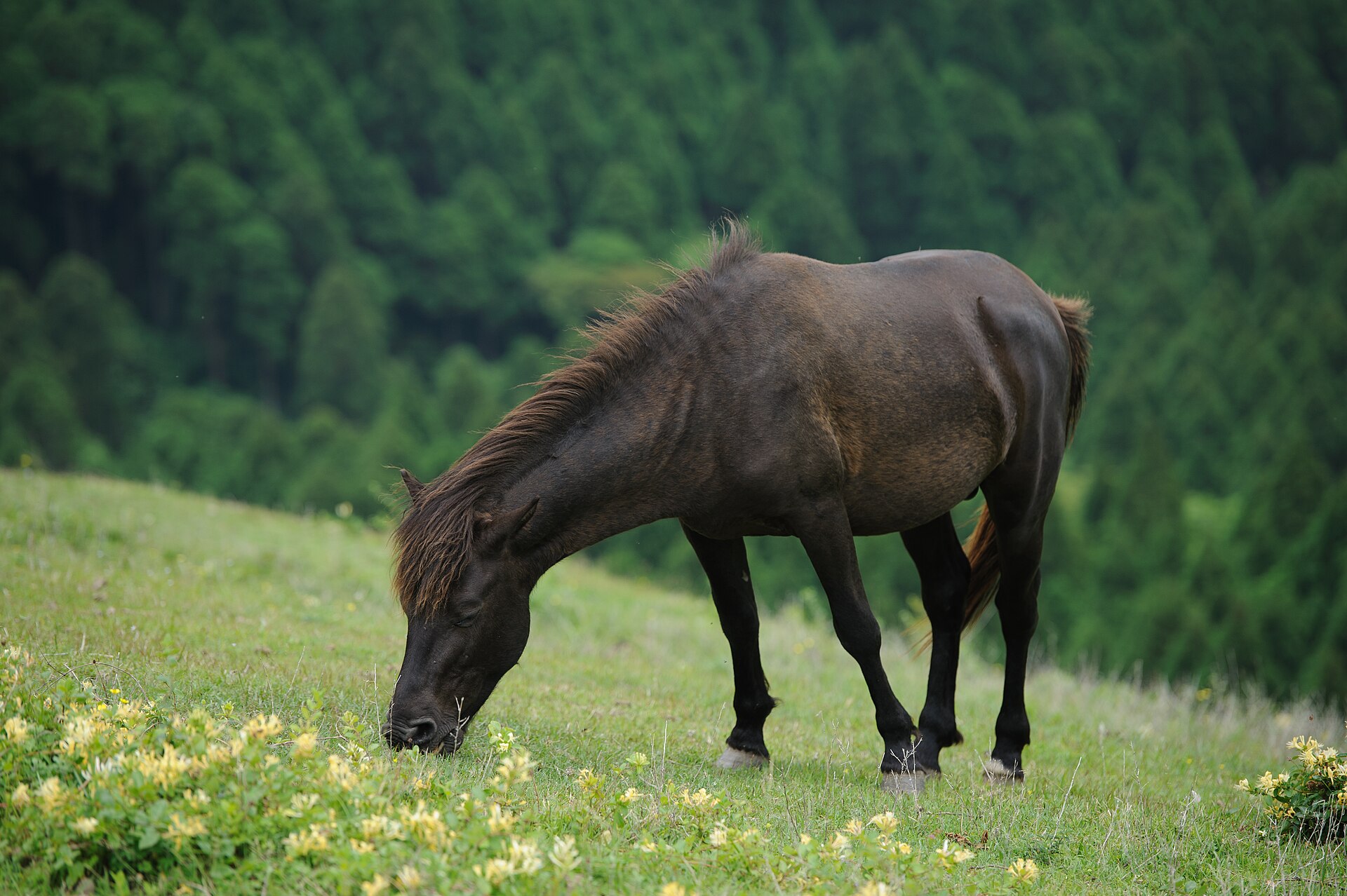 放牧地で群れる御崎馬