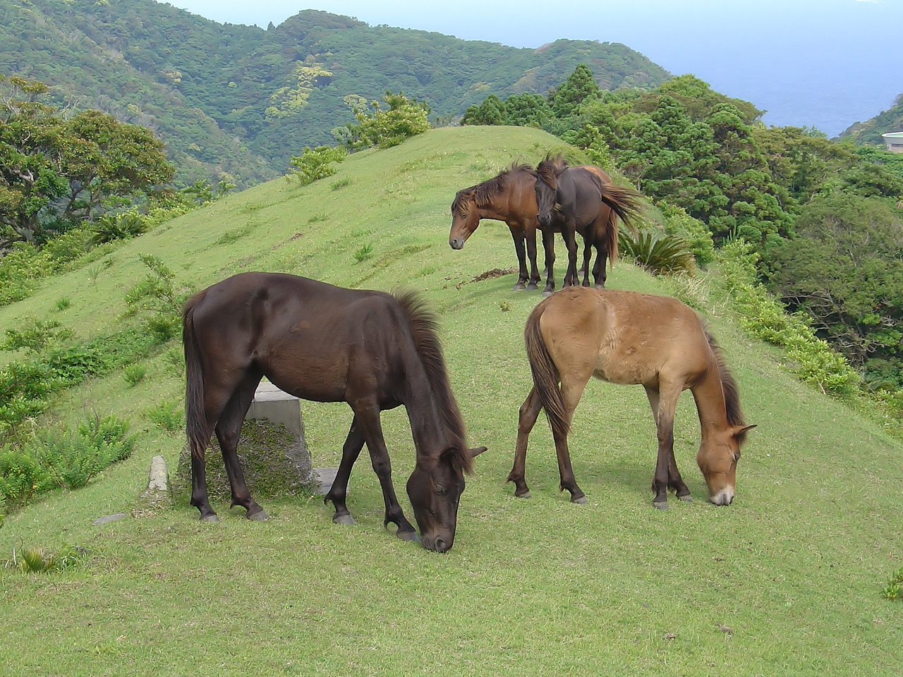 草地で過ごす御崎馬