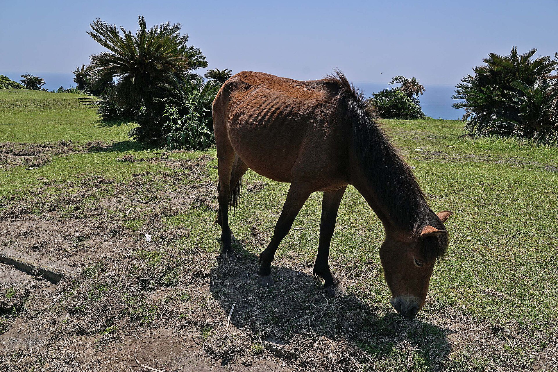 放牧地で草を食む御崎馬