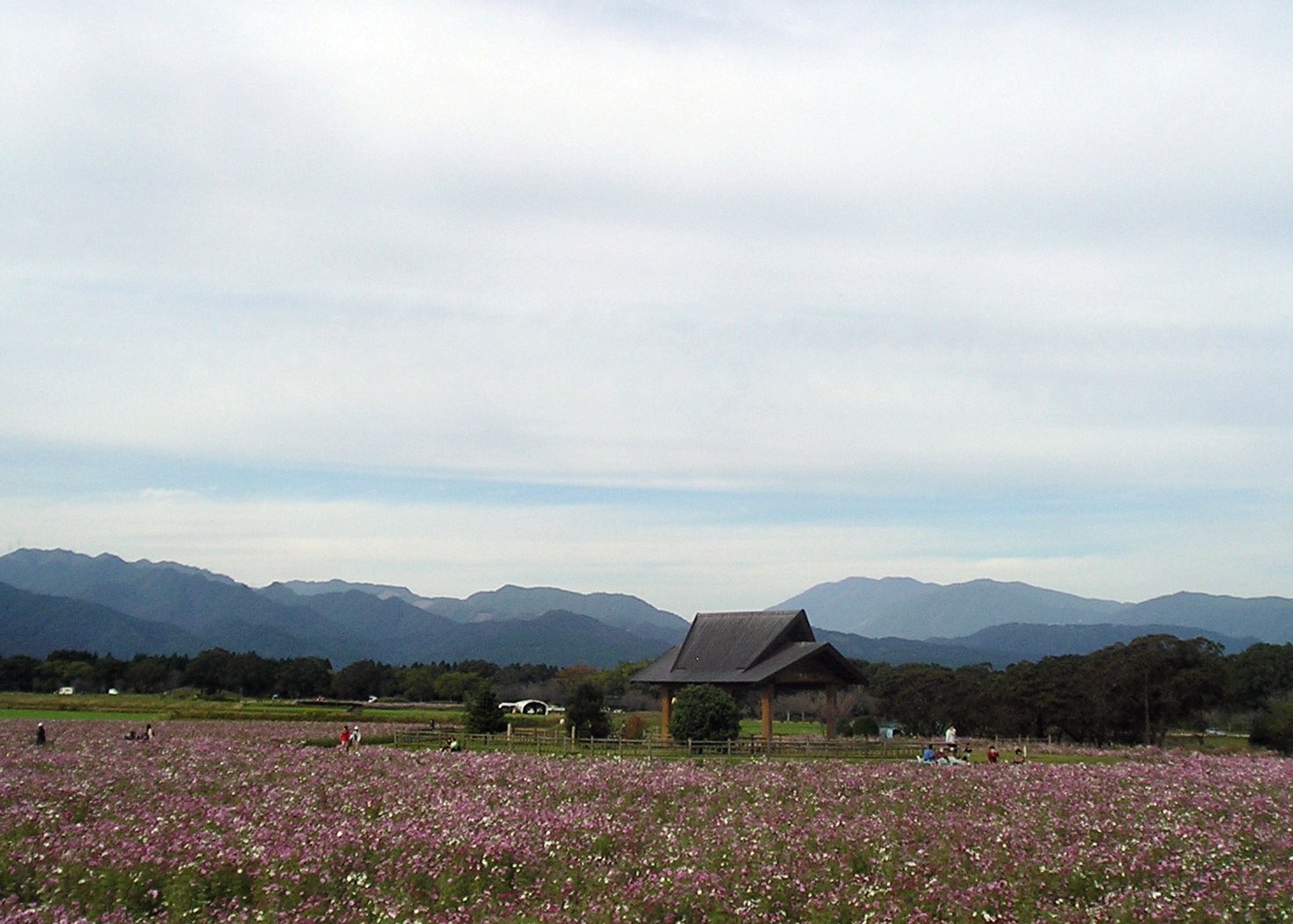 秋の西都原古墳群に咲くコスモス