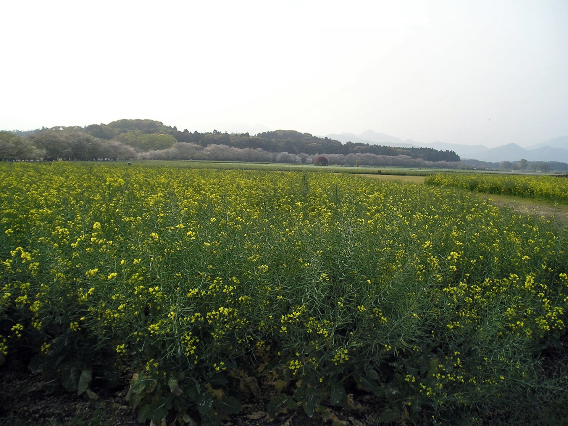 春の西都原古墳群に広がる菜の花畑